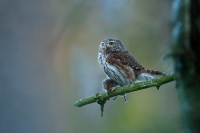 Kulisek nejmensi - Glaucidium passerinum - Eurasian Pygmy-Owl 4879-1